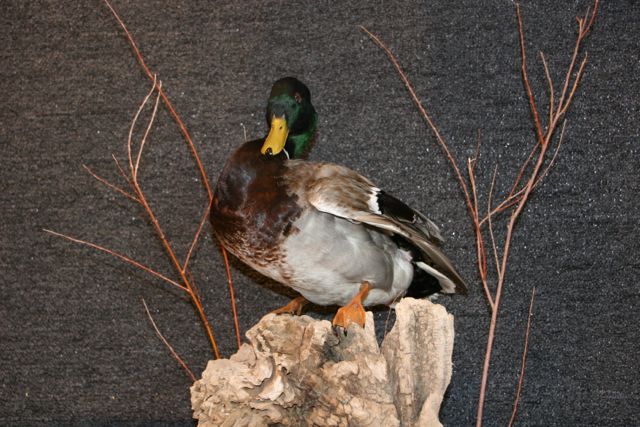 Mallard Taxidermy